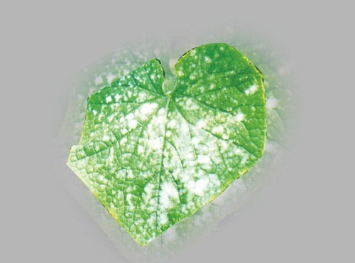 【重點介紹】植物病害診斷儀快速診斷植物病害的優勢盤點
