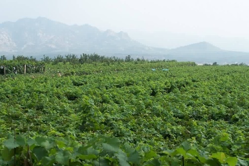 平度大澤山葡萄使用土壤養(yǎng)分檢測儀對土壤進行檢測