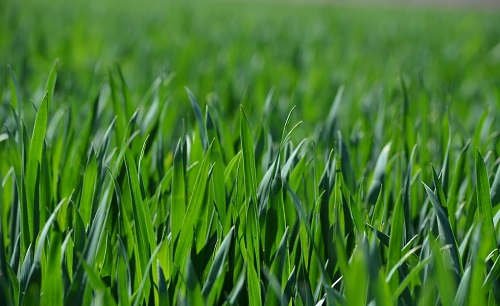 土壤墑情監(jiān)測儀助力農業(yè)災害性天氣（干熱風）對冬小麥產量影響研究