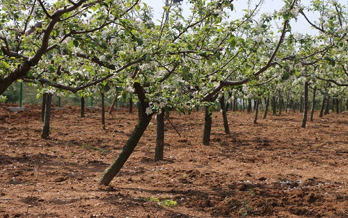 養分平衡那不難？土壤養分測定儀指導因地施肥
