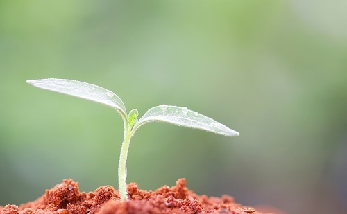 用土壤鹽分速測儀檢測到土壤鹽漬化，如何改良？六大措施