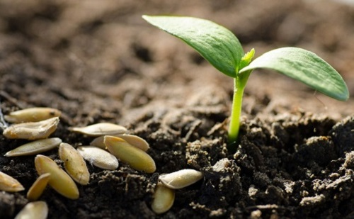 測土施肥簡單化：土壤養分速測儀指導用肥滿足作物生長各種需求