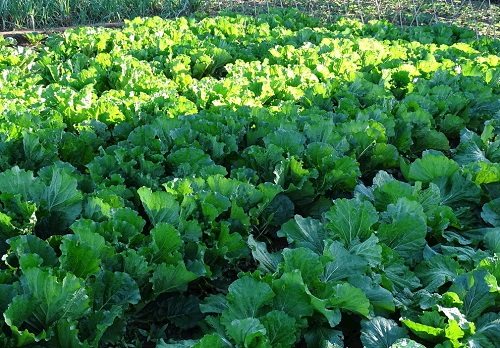 實驗室測土與土壤養分檢測儀該如何選擇？