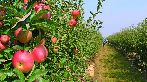 土壤分析儀為果園生產培育優質土壤 土壤分析儀為果園生產培育優質土壤
