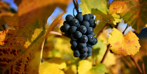 土壤水分儀為的葡萄花期提供灌溉指導數據