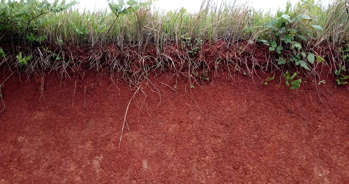 用土壤pH測定儀明確土壤酸堿度，改良土壤狀態