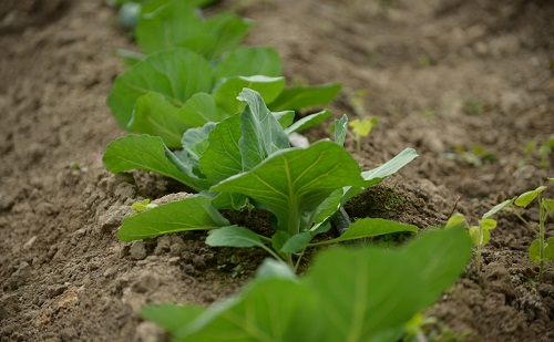 全項目土壤肥料檢測儀：用科技理智的種植
