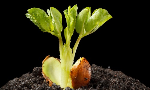 【土壤水分測定儀】土壤水分對植物養分吸收的影響