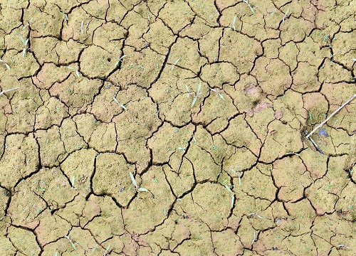 土壤墑情記錄儀：透視土壤及時發現植物缺水