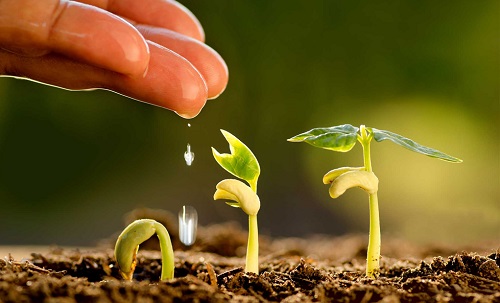 土壤水分測定儀：幫助農業新手提升成活率