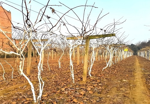 測土配方施肥儀助力農業測土配方施肥技術推廣