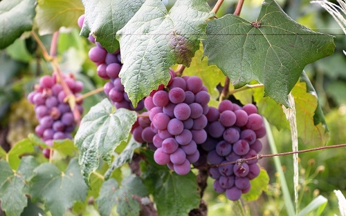 測土配方施肥儀在葡萄科學施肥中的應用