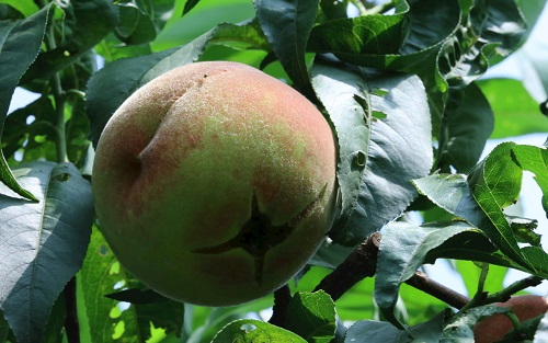 應用土壤水分速測儀加強土壤水分管理，預防桃樹裂果病