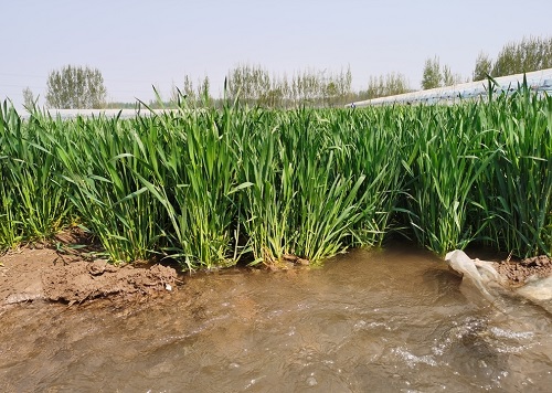 土壤墑情監測系統為現代農業提供科學灌溉決策