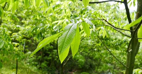 核桃果園應該利用土壤水分溫度速測儀優化土壤條件 核桃果園應該利用土壤水分溫度速測儀優化土壤條件