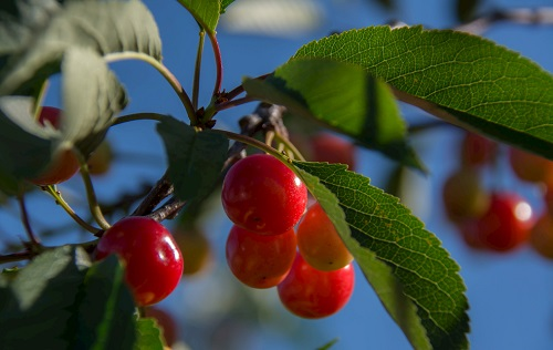 應用土壤水分溫度測定儀細化甜櫻桃生產管理