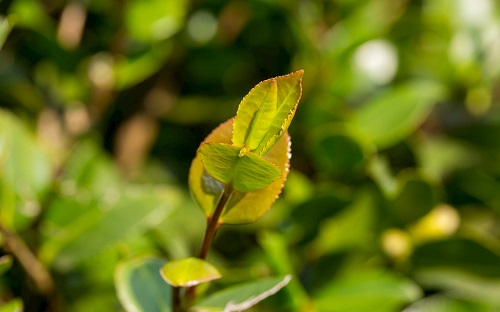 使用土壤pH檢測儀幫你解決茶園的“酸性困惑