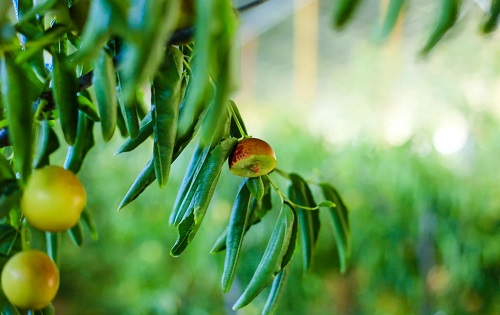 利用土壤肥料養分速測儀來減少棗園“裂棗”的現象