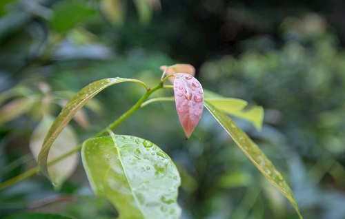 如何利用土壤墑情測量儀指導香樟樹培育？