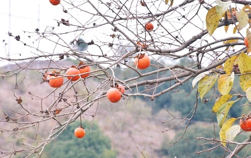 土壤水分檢測儀能夠用于輔助柿子園水分精準管理