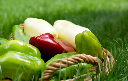 土壤肥料養分速測儀是保證蔬菜口感好、營養高的重要工具