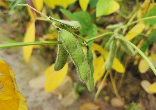 大豆種植不景氣？土壤養分測試儀找到了新出路