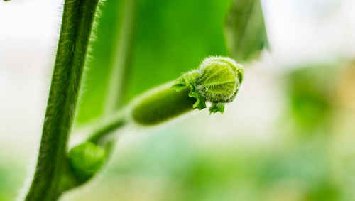 快速土壤水分溫度儀的監測能發揮最大農業效益