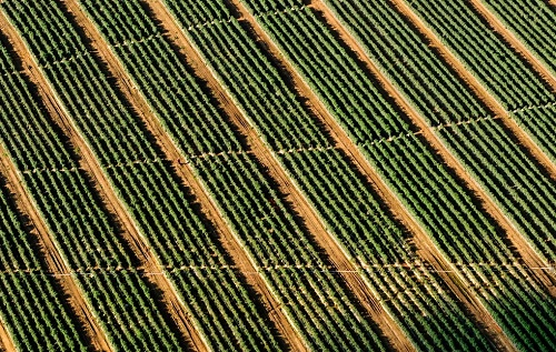 便攜式土壤水分溫度速測儀輕而易舉就可以確定灌溉時間和灌溉量