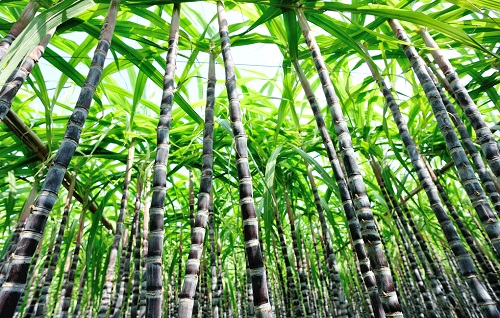 土壤水分測定儀受到甘蔗種植戶的應用