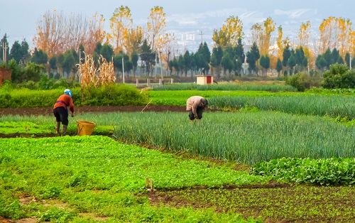 實現科學管理農業---快速土壤水分溫度測定儀的關鍵在于傳感器
