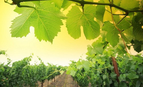 快速土壤水分溫度儀幫助葡萄種植精準灌溉