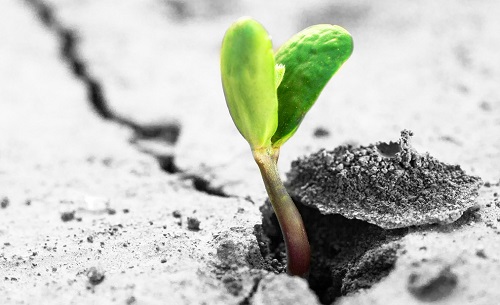 土壤肥料檢測儀能有效避免棚室蔬菜田的鹽漬化