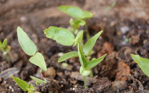 土壤含水量的測(cè)定方法有哪些？使用土壤水分測(cè)定儀更便捷