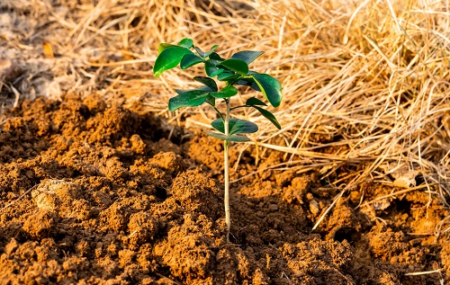 土壤水勢(shì)儀監(jiān)測(cè)干旱土壤性質(zhì)，提高作物抗旱能力