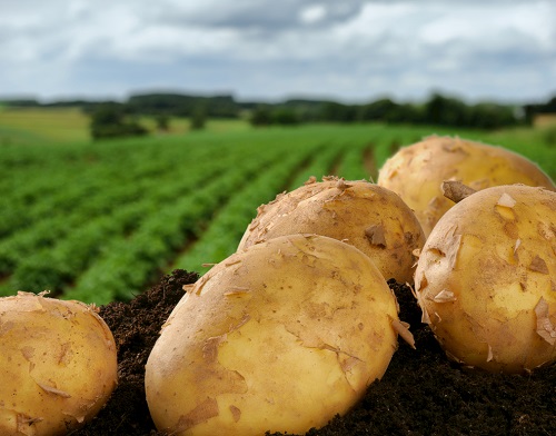 便攜式土壤墑情測(cè)試儀可為馬鈴薯播種提供指導(dǎo)，保障馬鈴薯高產(chǎn)穩(wěn)產(chǎn)