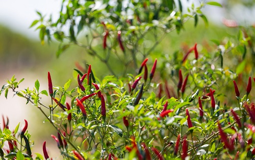 施肥不知咋下手?利用土壤養(yǎng)分速測(cè)儀快速出配方指導(dǎo)科學(xué)施肥