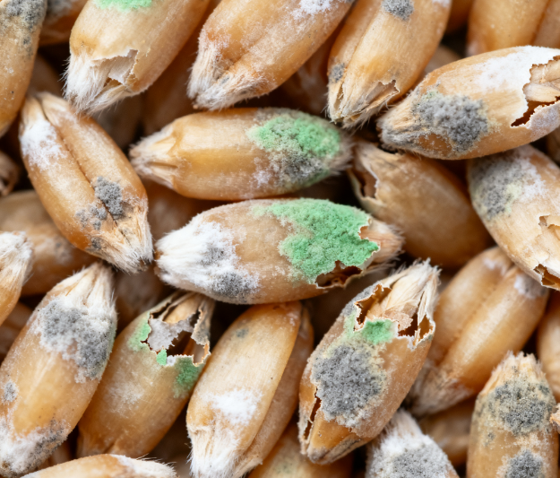 精準高效：真菌毒素一站式快速篩查方案