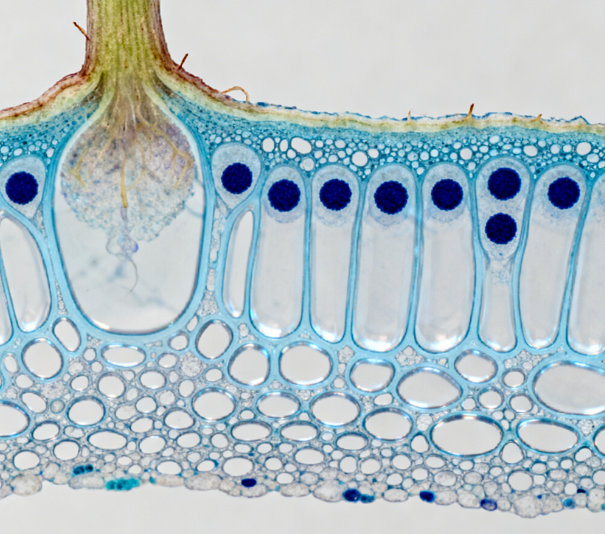 如何避免超聲波破碎時(shí)樣品發(fā)熱？超聲波細(xì)胞破碎儀樣品防發(fā)熱操作規(guī)范